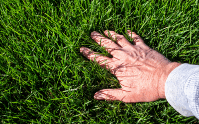 The Science of Core Aeration: Revitalizing Your Lawn