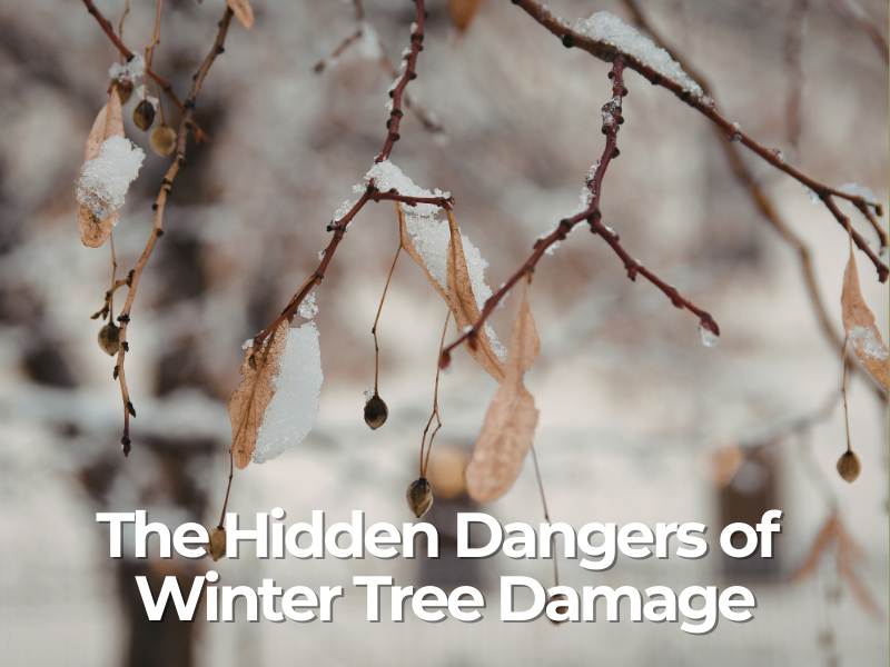 The Hidden Dangers of Winter Tree Damage — And How to Spot Problems Early